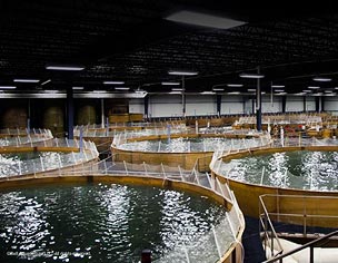 Franatech: franatech-Recirculating-Aquaculture-System